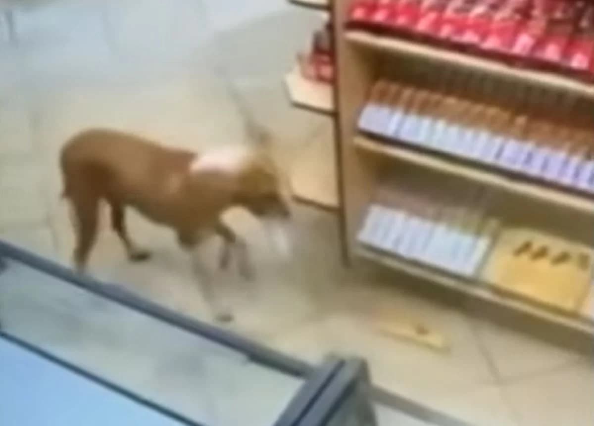 VÍDEO: Cachorro caramelo “furta” objetos de três lojas no interior de SP