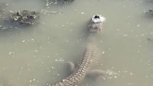 VÍDEO: Jacaré sobrevive deixando nariz para fora de lagoa congelada