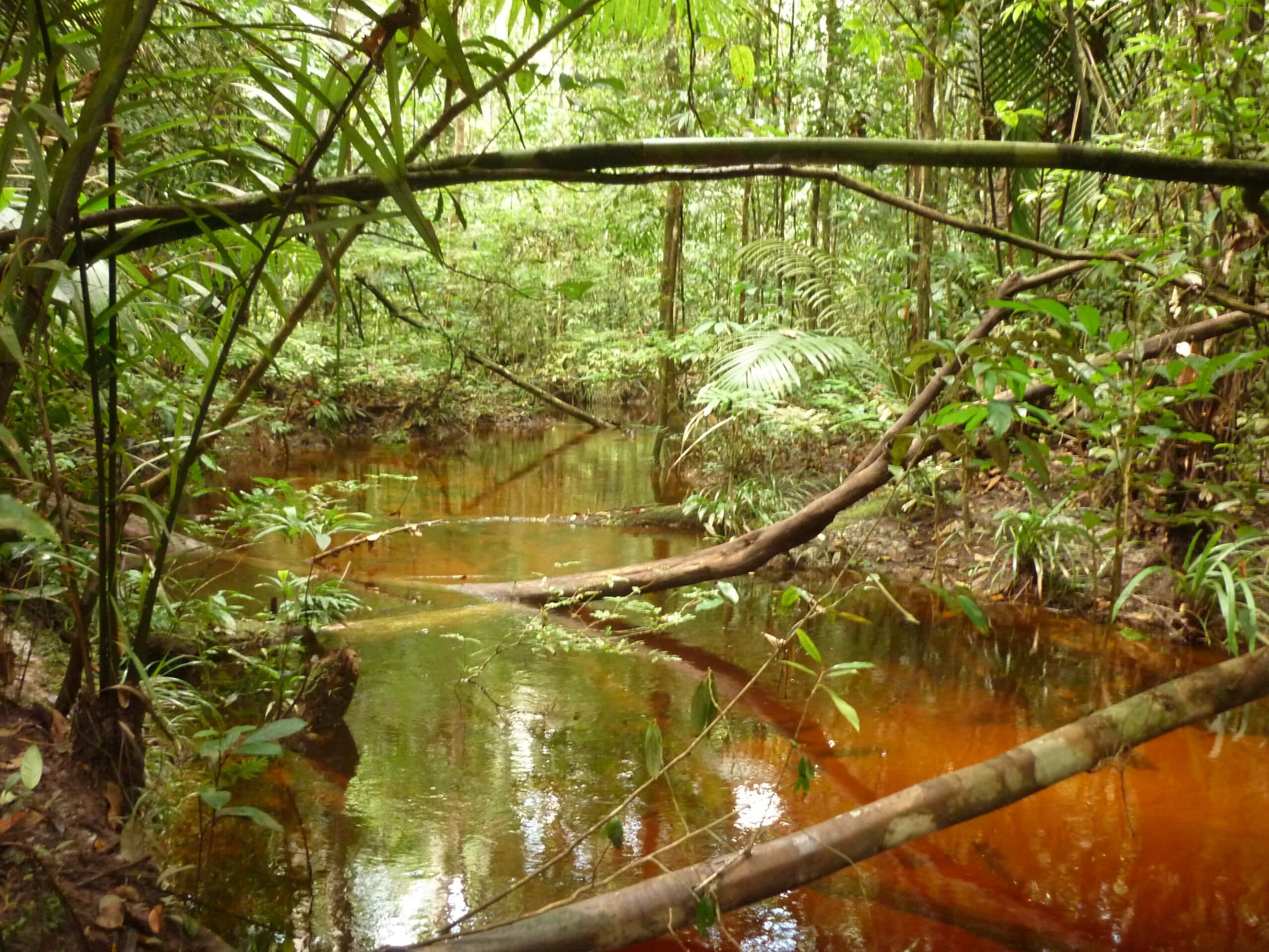 Governo do AM institui leis de valorização a igarapés e contra mudanças climáticas