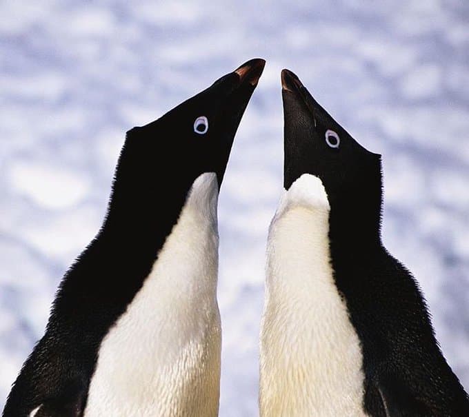 VÍDEOS: Pinguins-de-adélia impressionam ao serem flagrados nadando