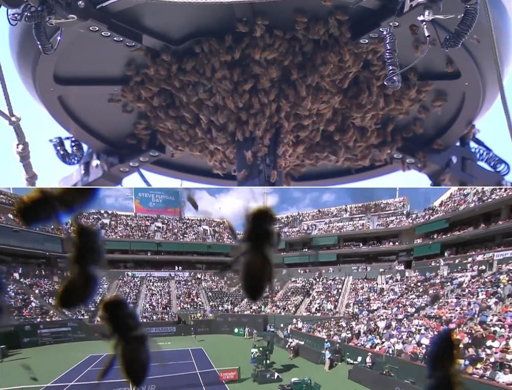 VÍDEO: Partida de tênis é suspensa após invasão de abelhas