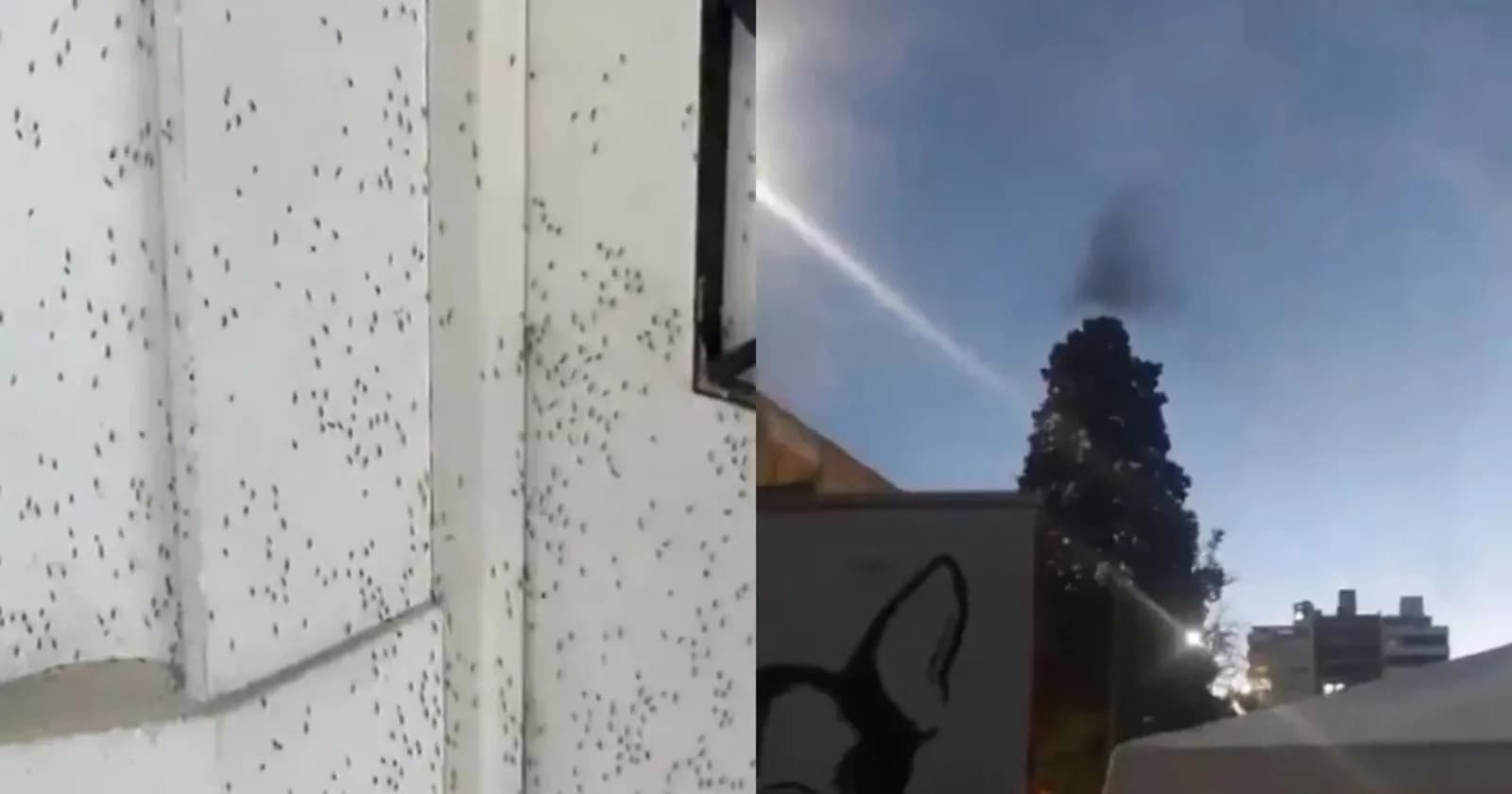 VÍDEOS: Infestação massiva provoca nuvens de mosquitos no céu de Buenos Aires
