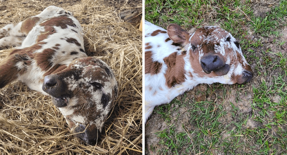 Bezerro nasce com duas cabeças e quatro olhos em fazenda nos EUA   