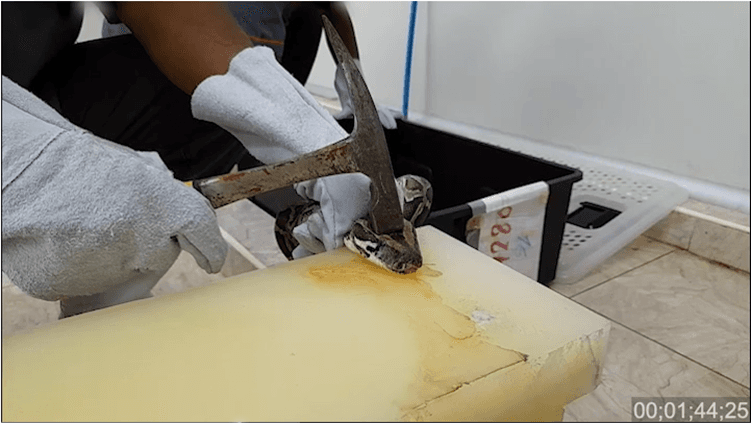 VÍDEO: ONG acusa Gucci de tirar peles de cobras para fazer bolsa