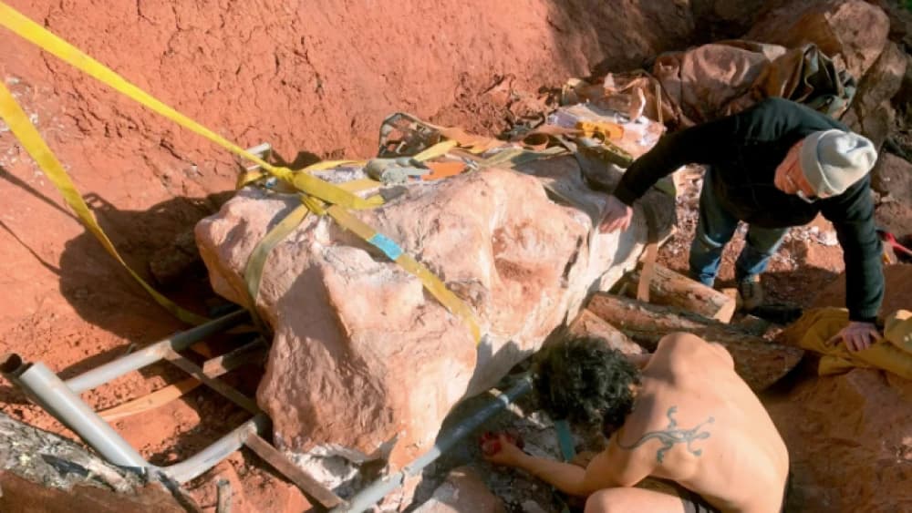 Jovem sai para passear com cão e encontra fóssil de dinossauro, na França