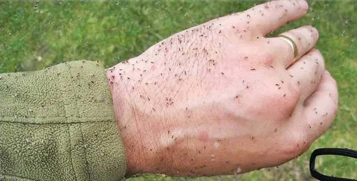 Infestação de mosquito maruim leva cidade a decretar “estado de emergência”