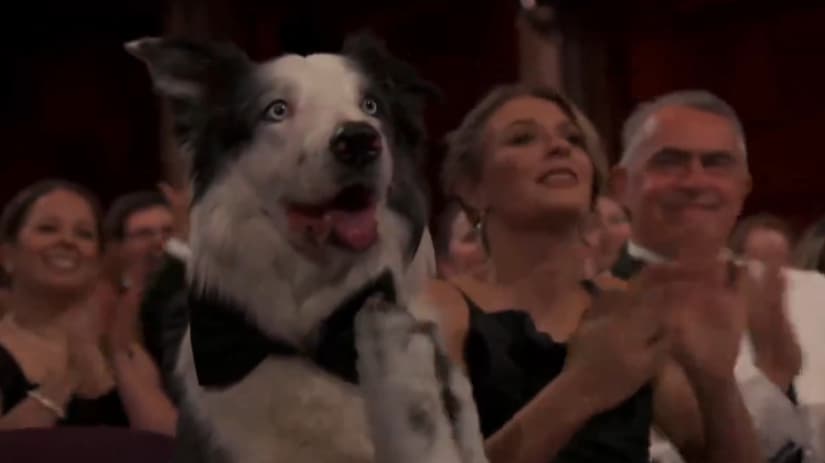 VÍDEO: Cão Messi rouba a cena ao “aplaudir” Robert Downey Jr no Oscar 2024