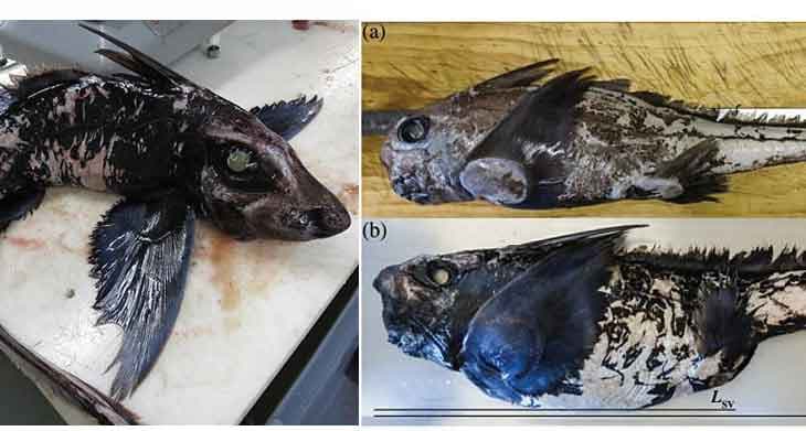 Cientistas descobrem “tubarão-fantasma” no breu do fundo do mar