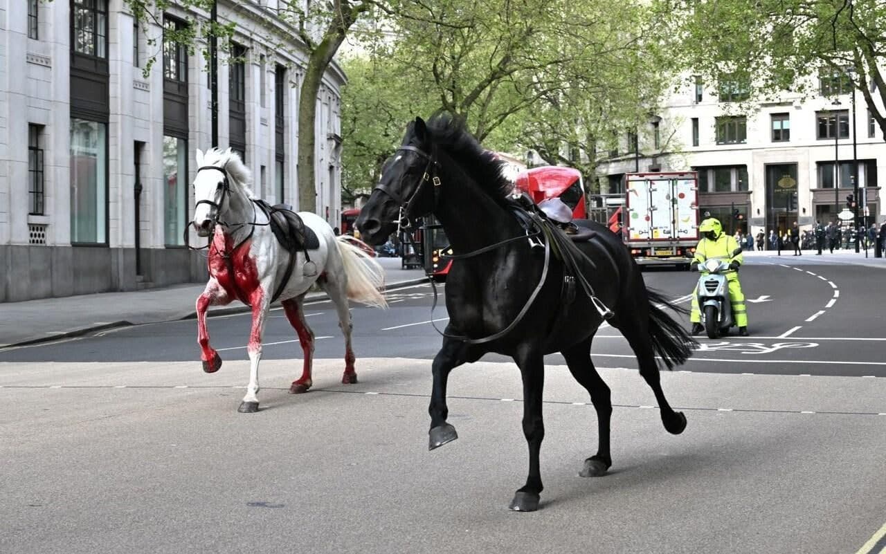 VÍDEOS: Cavalos do exército fogem, causam pânico e deixam quatro feridos no centro de Londres