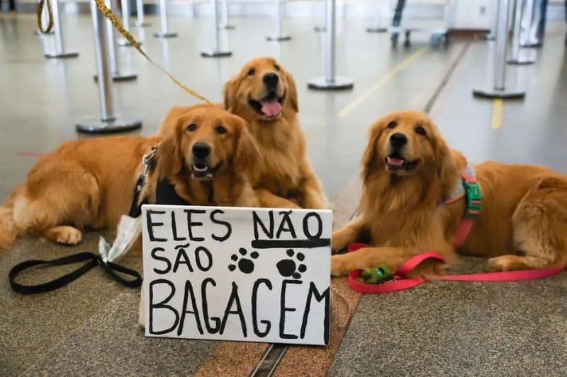 VÍDEO: Tutores de cães protestam no aeroporto de Brasília após morte de Joca em voo