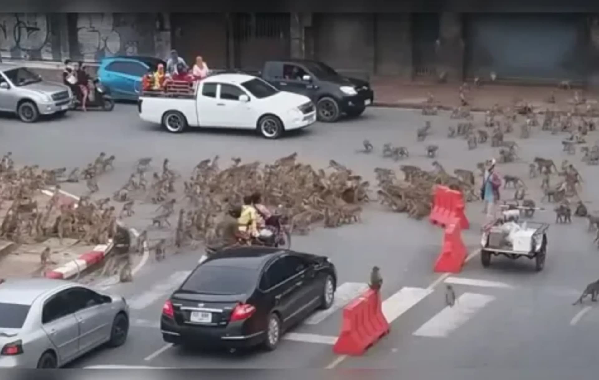 &#8220;Gangues de macacos&#8221; tomam as ruas na Tailândia para confronto