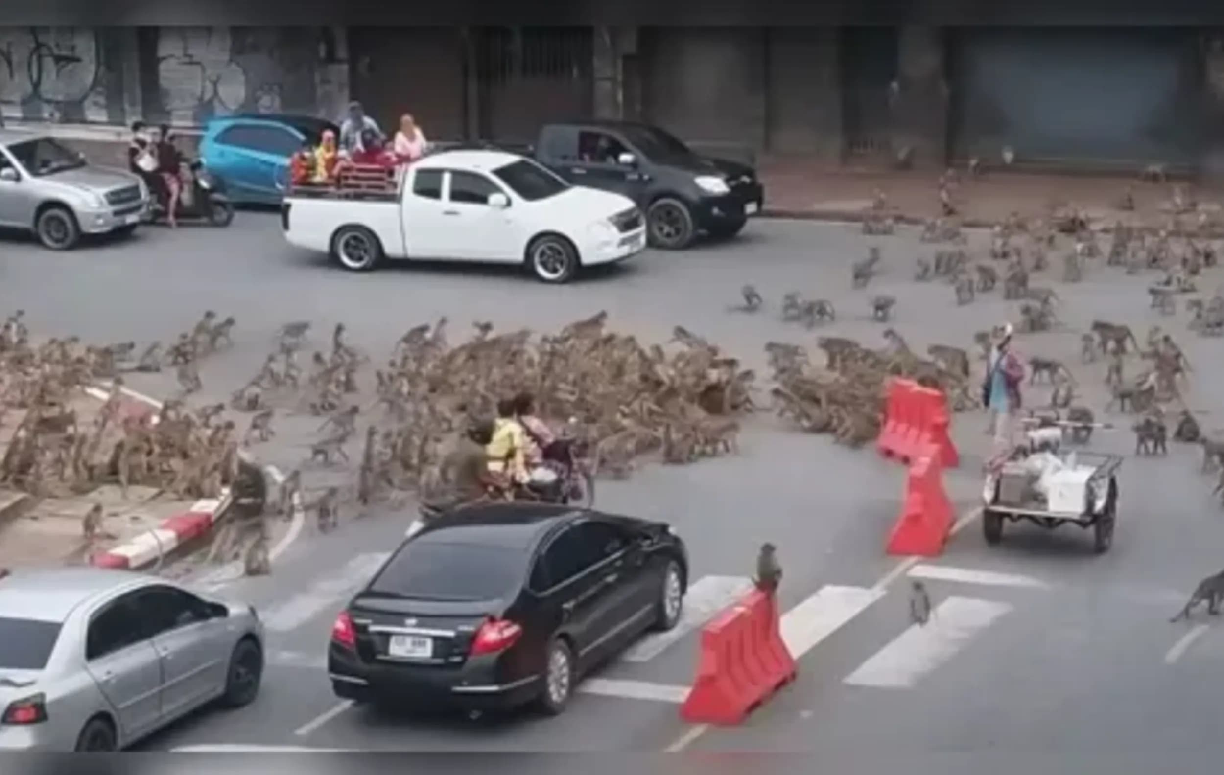 “Gangues de macacos” tomam as ruas na Tailândia para confronto