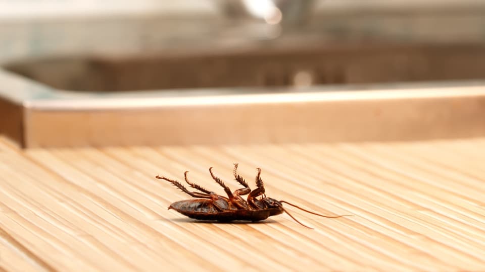 Médico encontra barata dentro da vagina de paciente em hospital de Honduras