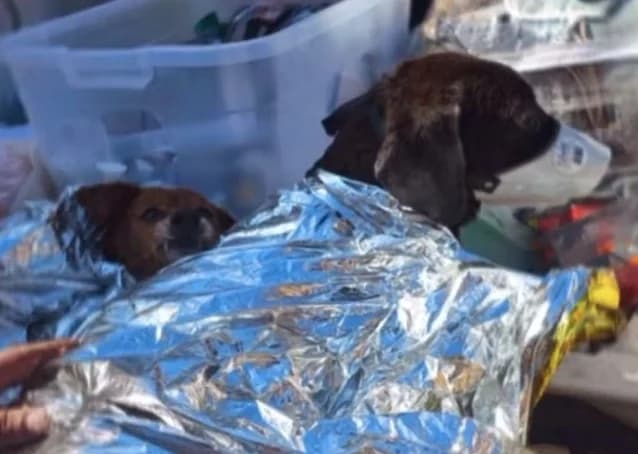 Comissão de Proteção aos Animais da Aleam mobiliza equipe para auxiliar vítimas de tragédia no Rio Grande do Sul