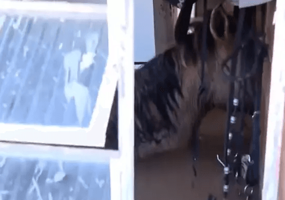 Morrem cavalos que ficaram dias presos em casa com água até o pescoço RS