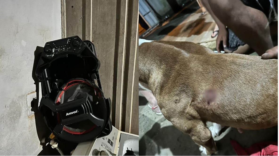 Discussão entre vizinhos termina com cachorro baleado em SC