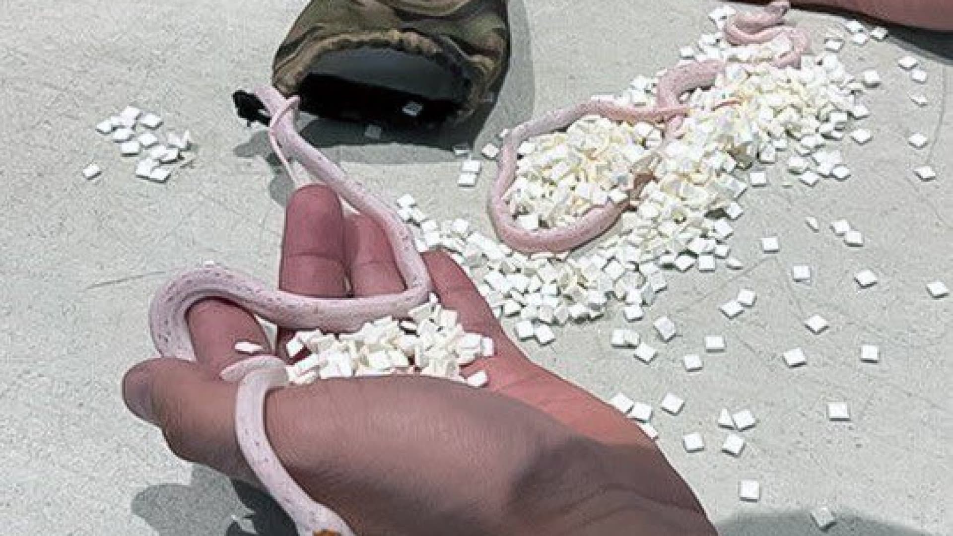 Saco com cobras é encontrado na calça de um passageiro, no aeroporto de Miami