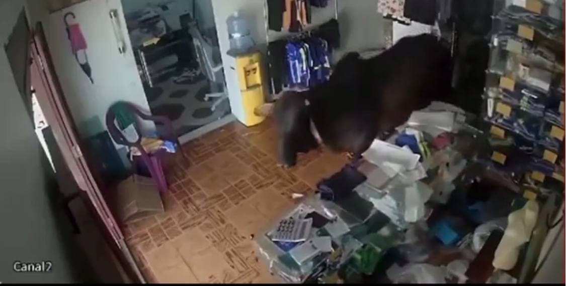 VÍDEO: Vaca transportada para abatedouro foge e invade ateliê em Nhamundá, no AM