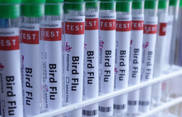 Gripe aviária: Finlândia será primeiro país a ofertar vacina em humano