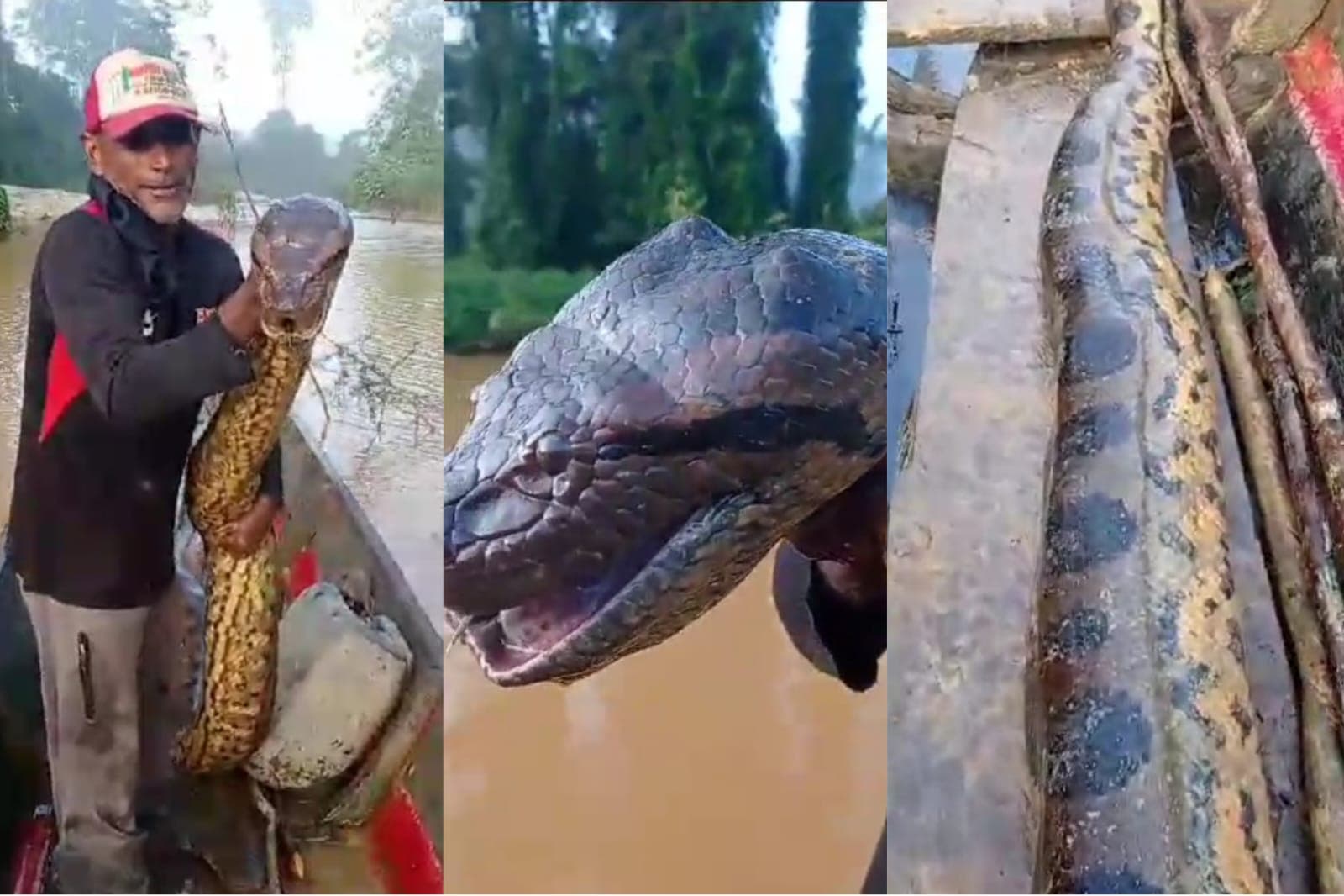 VÍDEO: Pescador encontra cobra morta em malhadeira