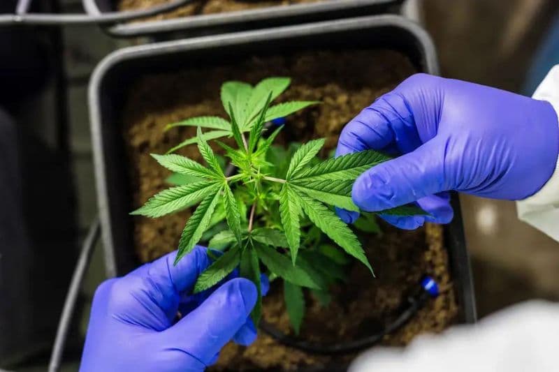 Ex-prefeito é preso por cultivo ilegal de maconha para o tráfico na Paraíba