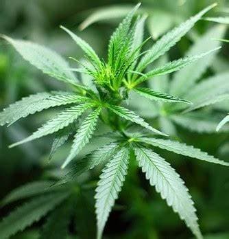 Alemanha inaugura clubes de maconha. Entenda como vai funcionar