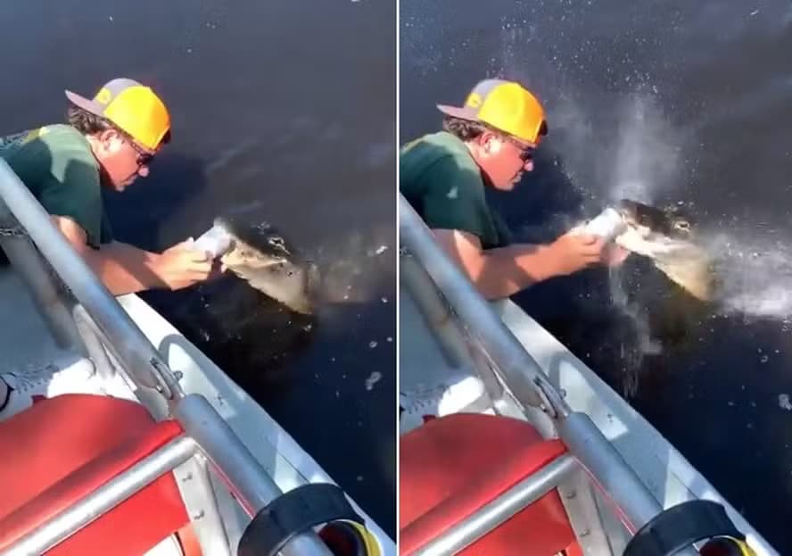 VÍDEO: Homem viraliza após usar dentes afiados de jacaré vivo para abrir lata de cerveja