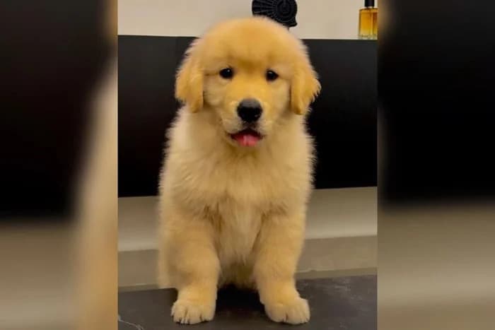 VÍDEO: Tutor do cão Joca, morto por erro da companhia Gol, recebe filhote de presente da mãe