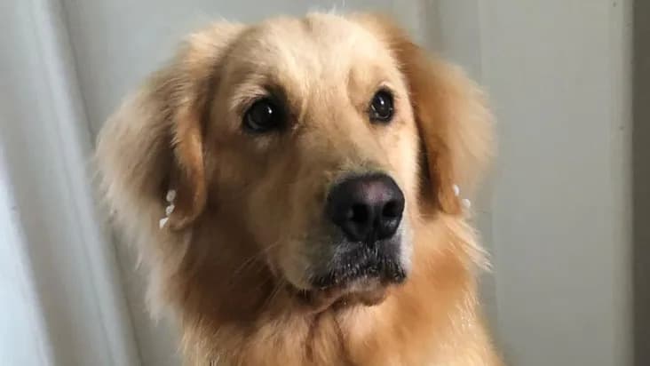 Cadela morre em transporte terrestre e família recebe o corpo em isopor