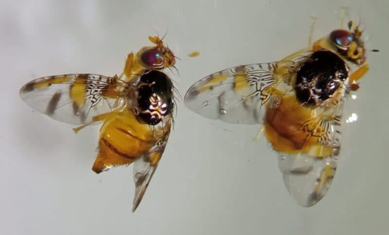 Mosca-do-mediterrâneo é encontrada em mangas vendidas em Manaus