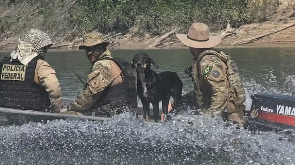 Cachorro é resgatado pela PF após ser jogado no rio por garimpeiros durante confronto em Humaitá