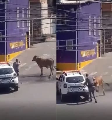 VÍDEO: Boi é morto a tiros por PM após ataque a homem em Mauá