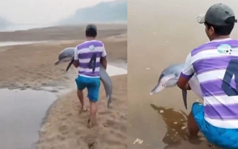 VÍDEO: Ribeirinho resgata boto que ficou encalhado devido ao baixo nível do Rio Madeira