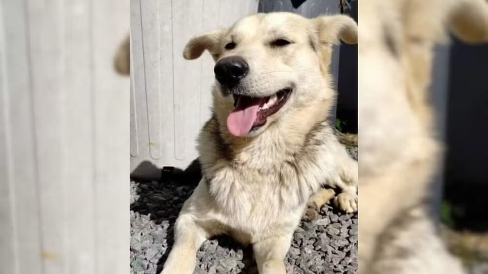 SC: Mãe é investigada por pagar R$ 100 para matar cachorro da própria filha