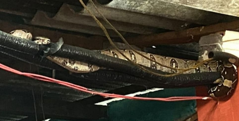 Moradores levam susto ao encontrar jiboia no telhado de casa em Manaus