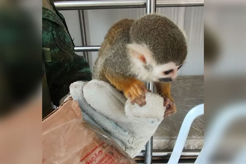 AM: homem é preso por transportar macaco sem autorização legal