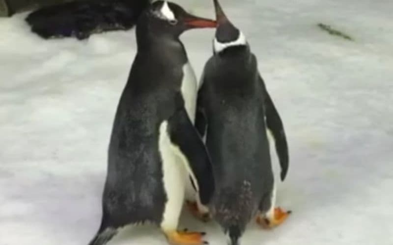 Morre pinguim que virou símbolo de casamento homoafetivo