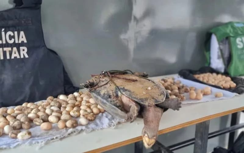 Policiais recuperam mais de 500 ovos de quelônios em ação de monitoramento na RDS do Uatumã