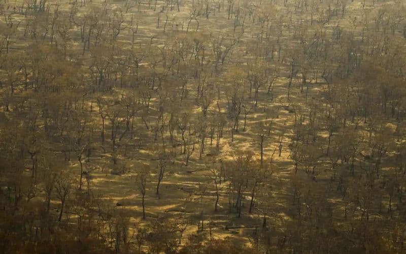 Incêndios e seca na Amazônia e no Pantanal batem marcas históricas