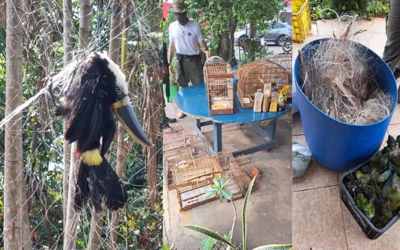 Operação Safari Amazônico: Polícia Ambiental encontra aves mortas e combate crimes contra a fauna