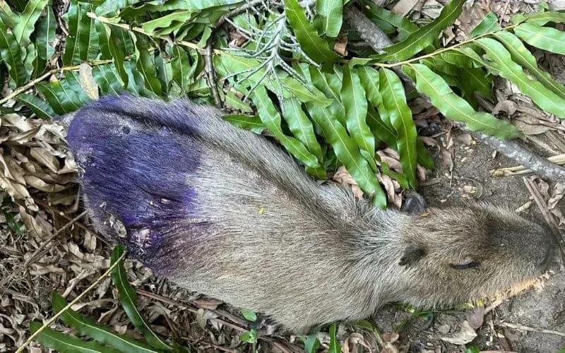 Delegacia de Proteção ao Meio Ambiente investiga a morte de quatro capivaras a tiros