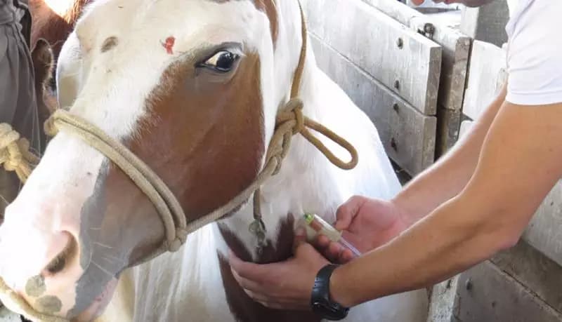 RS: Veterinária é suspeita de emitir laudos falsos a donos de cavalos para rodeios e cavalgadas