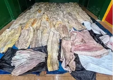 Exército apreende uma tonelada de pirarucu e duas mil munições no Amazonas