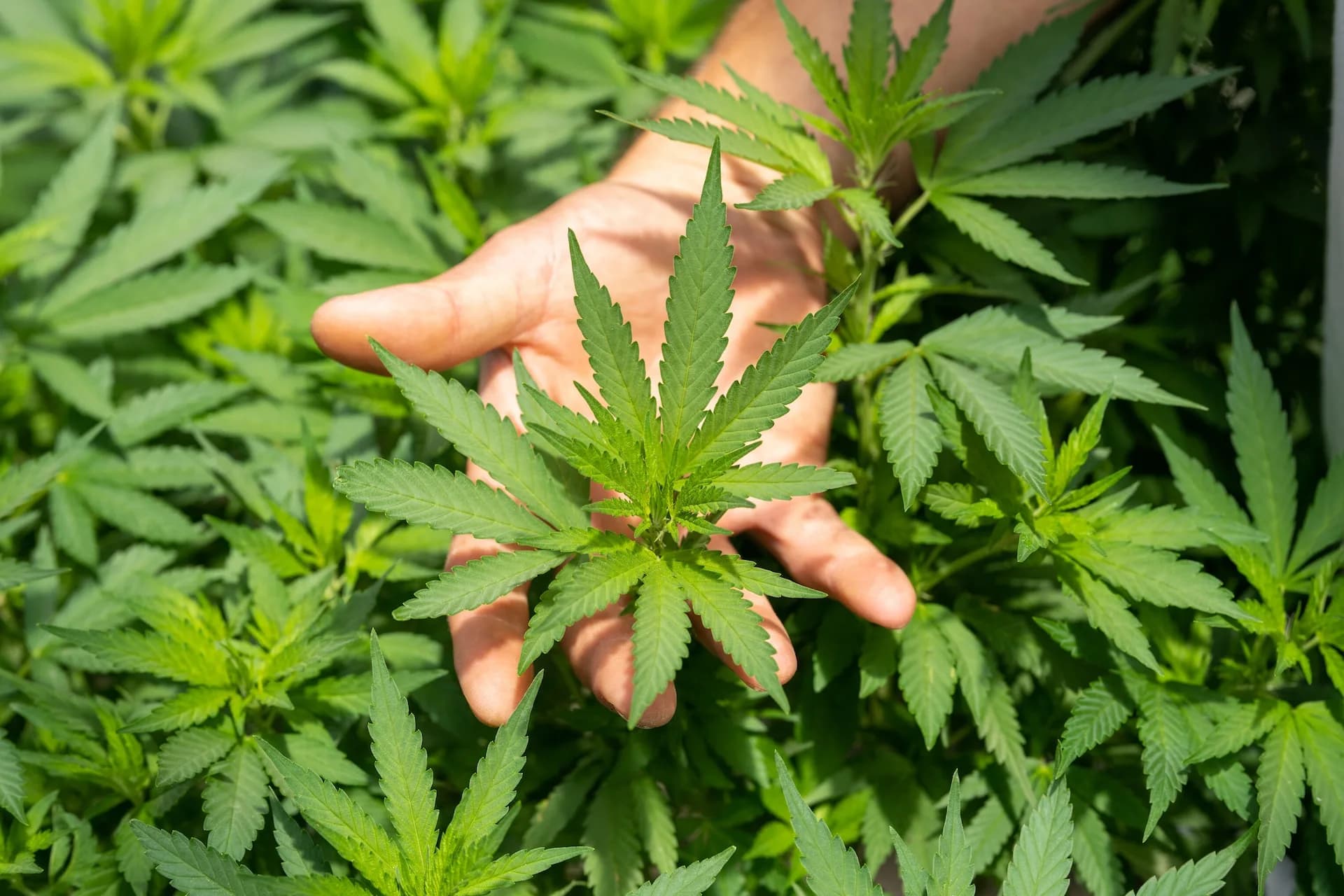 STJ julga possibilidade de cultivo de cannabis para fins medicinais