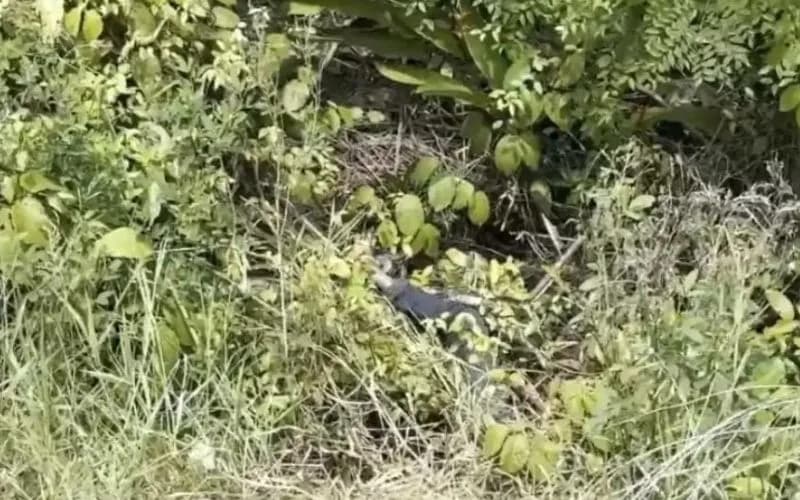 Moradores encontram corpo em avançado estado de decomposição na AM-010