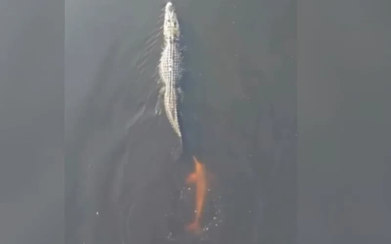 VÍDEO: Amizade entre boto-cor-de-rosa e jacaré viraliza nas redes sociais neste domingo (24/11)