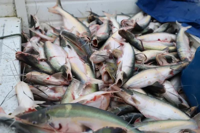 Mais oito espécies entram na lista de peixes proibidos para a pesca no Amazonas; confira