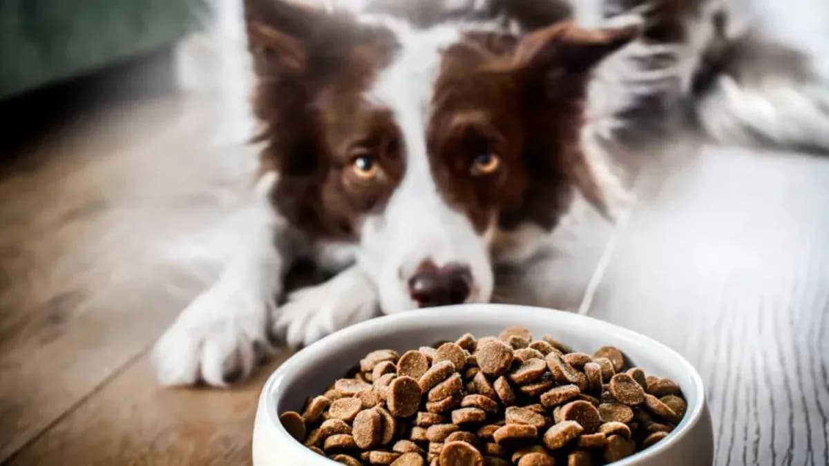 Seu cachorro precisa de mais proteínas? Confira os sinais de deficiência no pet