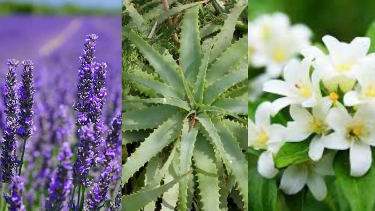 Conheça três plantas para colocar no quarto para combater a insônia