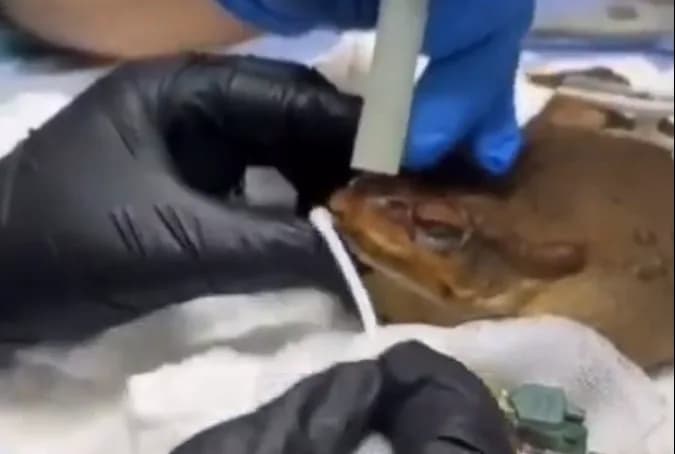 VÍDEO: Sapo é encontrado com boca colada e com objetos na barriga